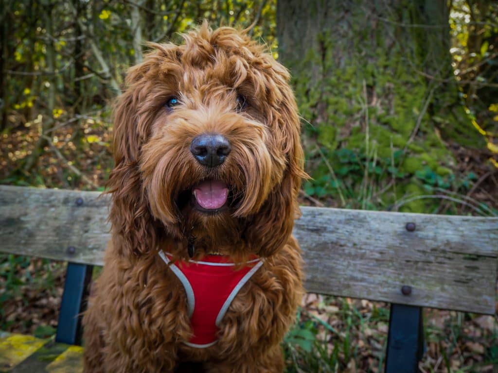 Cute Cockapoo is sitting on a bench in Georgia