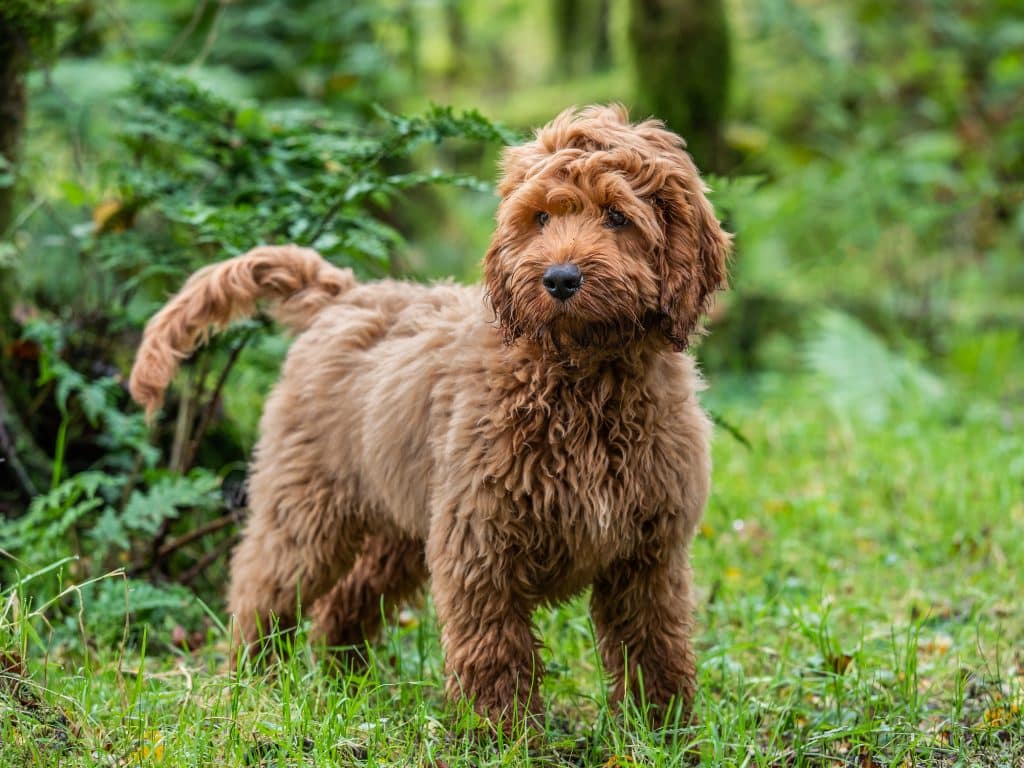 Cockapoo puppy enjoying being in Illinois