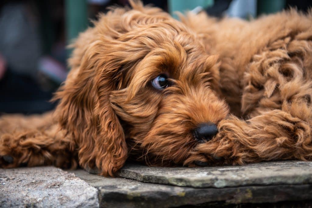 Beautiful red cockapoo puppy relaxing in Michigan