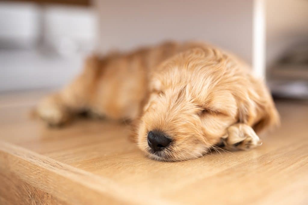 Sweet cockapoo puppy in New York