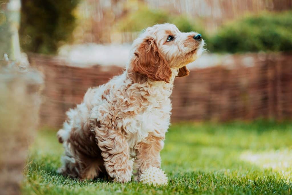 Cockapoo puppy in Texas looking a for new owner