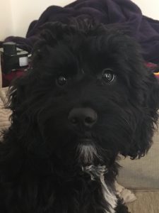 black-cockapoo-full-grown