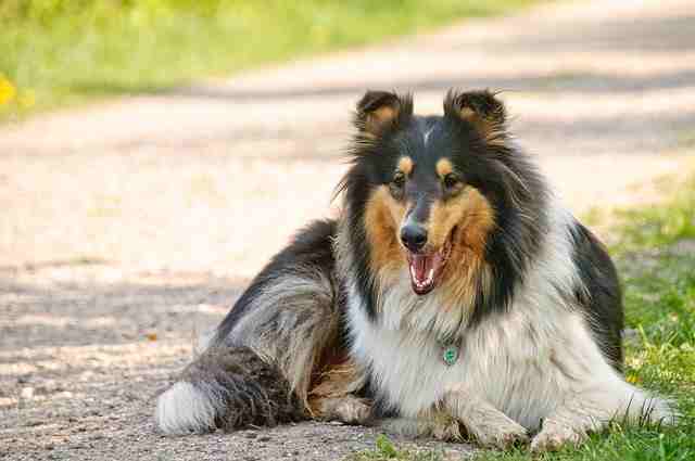 A rough Collie lying down on a path with grass in the background