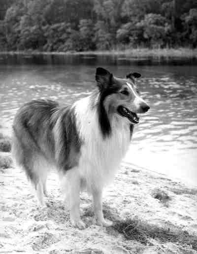 A black and white image of the most famous Collie, Lassie, standing on a river bank