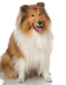 A Rough Coated Collie sitting down against a white background