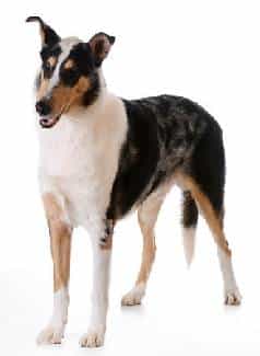 A Smooth Coated Collie standing towards the camera, against a white background