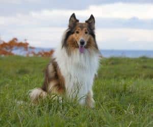 A Rough Collie sitting down on grass with the sea in the background