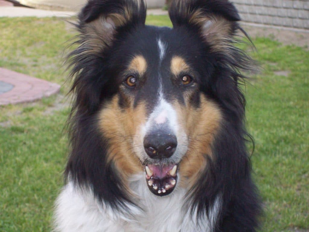 A Rough Collie head cloe up, looking directly at the camera