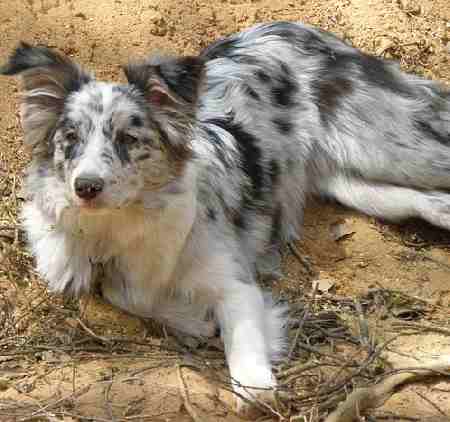 A Blue-Merle Colored Collie lying down on straw