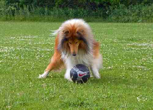 A Collie playing with a ball in a grassy garden