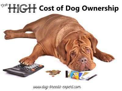 A dog lying down with a calculator, credit cards and coins