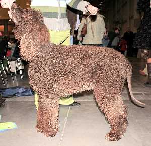 Irish Water Spaniel