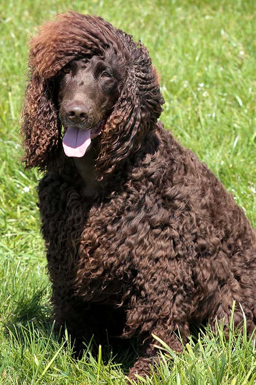 Irish Water Spaniel