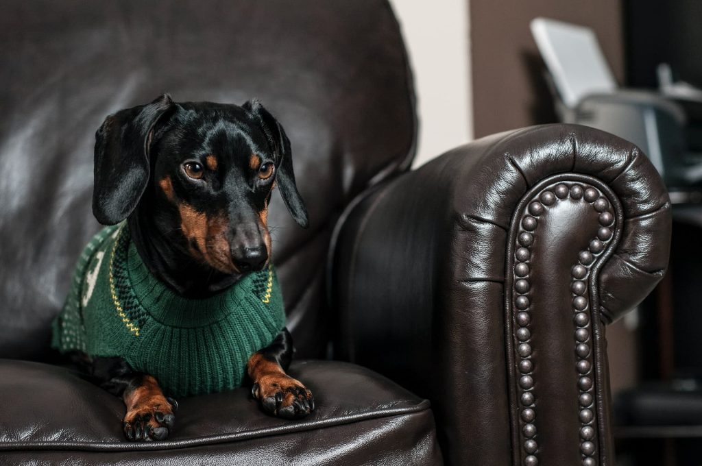 Dressed up Dachshund in fancy couch