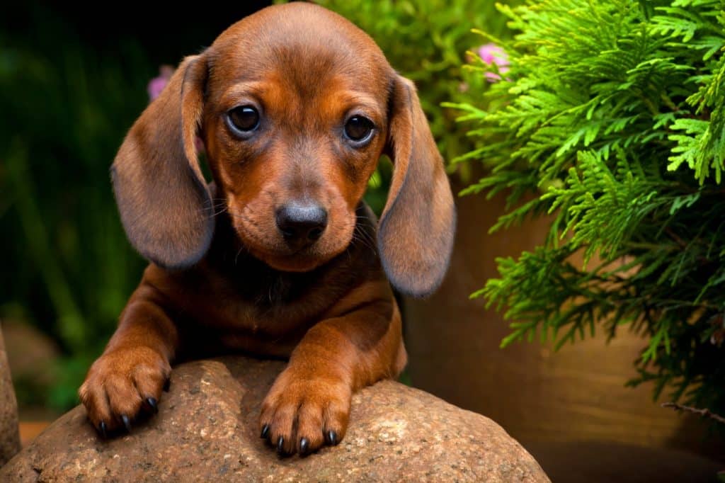 Dachshund puppy in a garden next to fern.