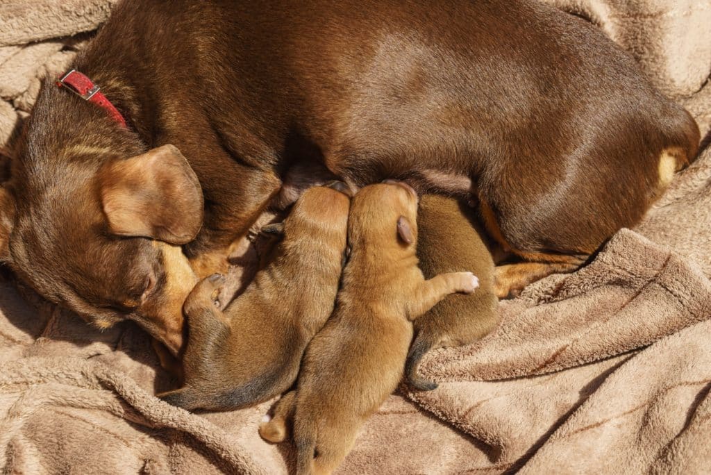 Mother dachshund nursing pups on blanket.