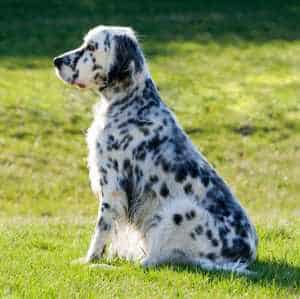 Beautifully groomed English Setter with grass on the background