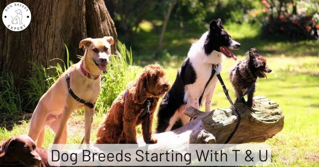 Dog Breeds List T-U:  The World’s Breeds Starting With T-U