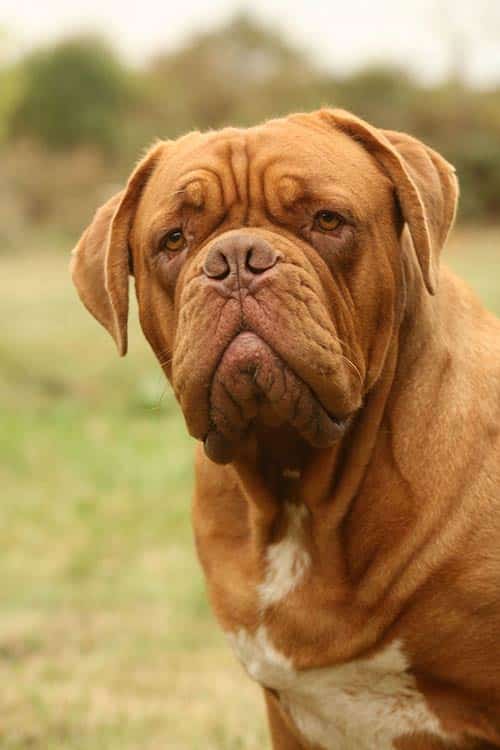 A Dogue de Bordeaux head close up