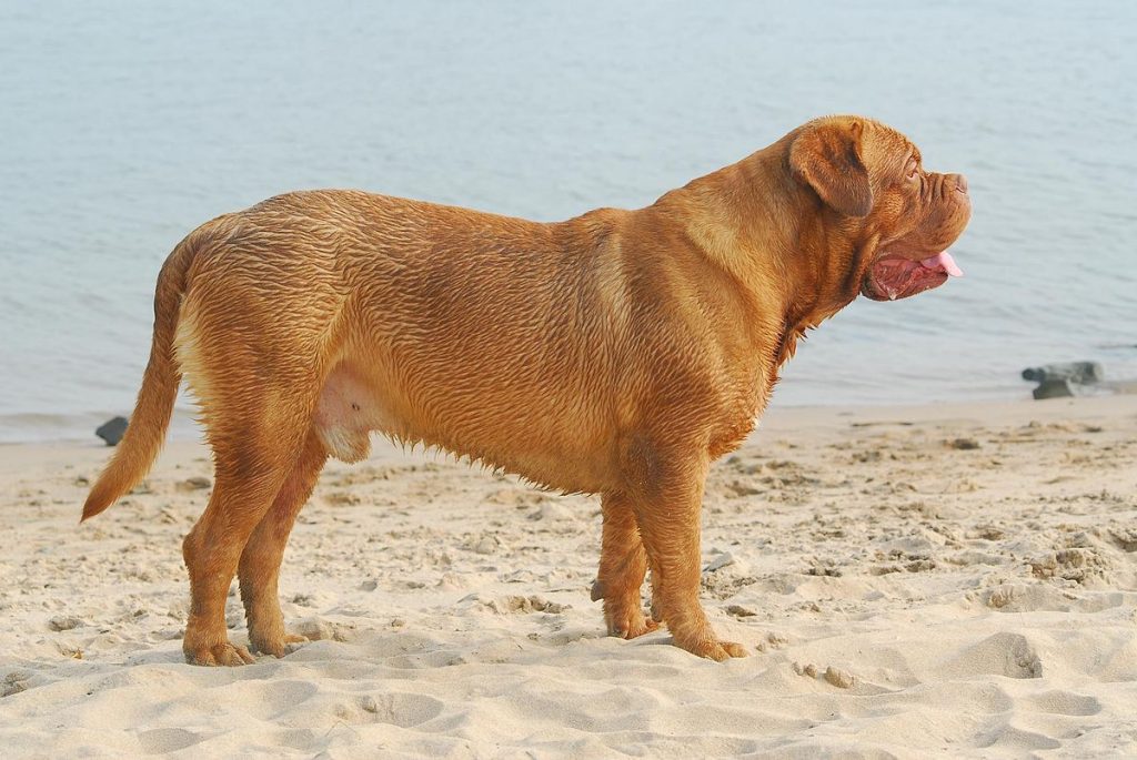 A Dogue de Bordeaux standing on a sandy beach with the ocean in the background