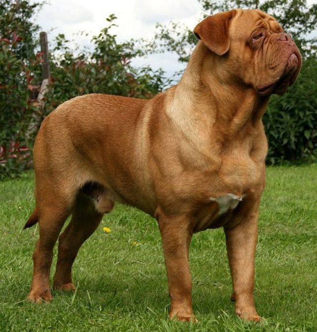 A brown Dogue de Bordeaux standing outdoors on a grassy field