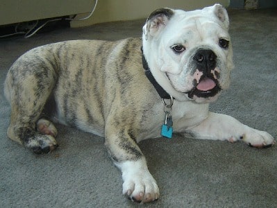 An English Bulldog lying on the floor indoors, looking at the camera