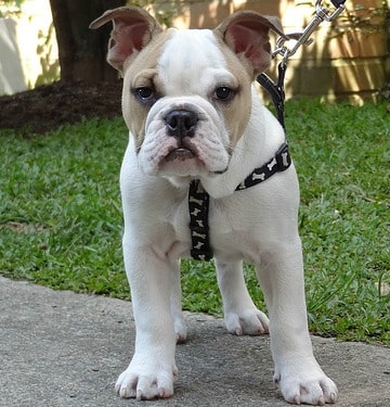 A young english bulldog standing outdoors on a path, looking straight at the camera, with green grass behind