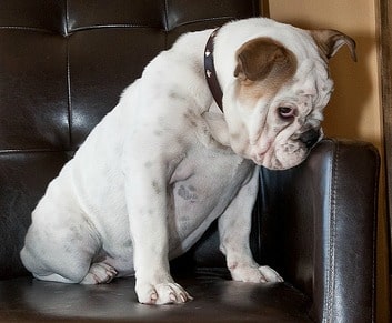 A white english bulldog sitting down indoors, looking down at the foor