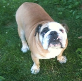 An english bulldog standing on grass, looking up at the camera