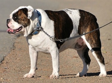 An english bulldog standing outdoors on a brown path