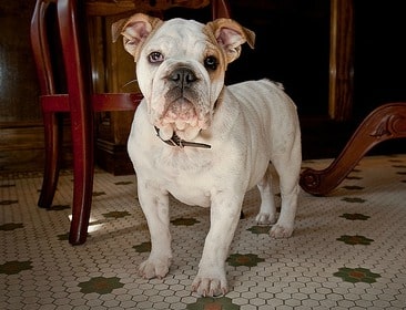 An english bulldog standing on a tiled floor indoors