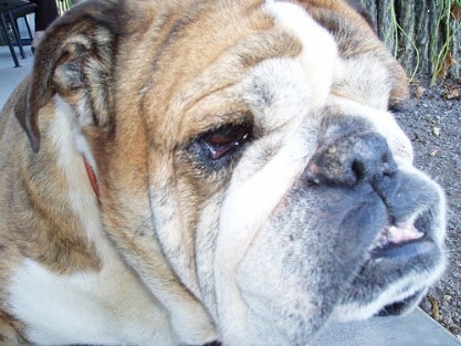 An english bulldog head in close up