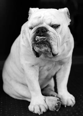 A white english bulldog sitting down against a black background