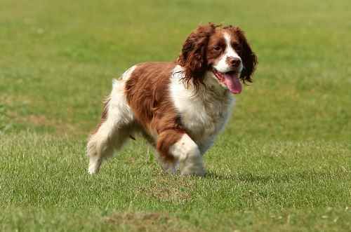 An English Springer Spaniel running across a grassy field on a sunny day.