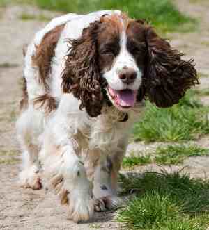 A Liver and White Springer Spaniel walking along a garden path towards the camera