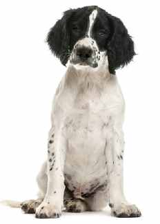 A White and Black English Springer Spaniel sitting down facing the camera, against a white background