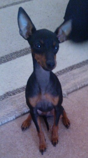 An English Toy Terrier Dog sitting down on a rug, indoors