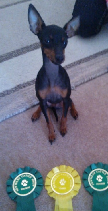 An English Toy Terrier Dog sitting down, with rosettes from 3 dog shows