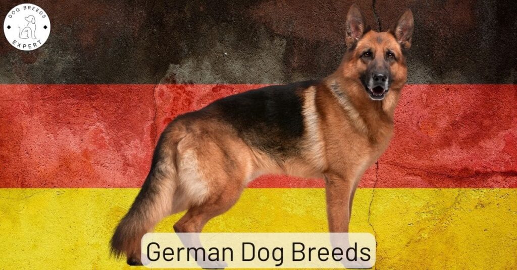 German Dog Breeds – Which Breeds Originated In Germany?