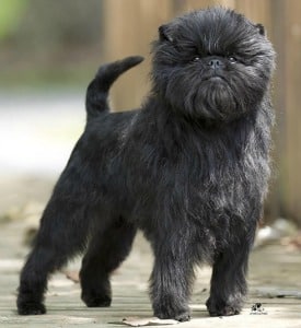 A black Affenpinscher dog standing looking at the camera