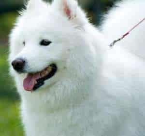 A white American Eskimo dog looking to the left, with a green background