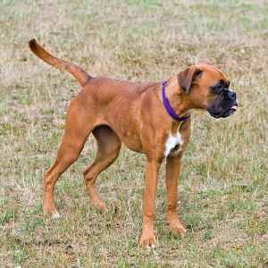 A Boxer dog standing sideways to the camera, on a green grass field