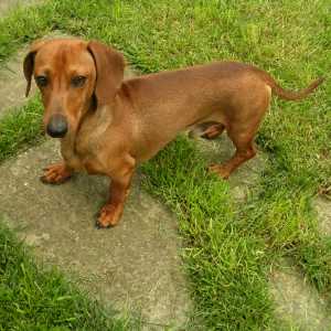 A brown Dachshund seen from above, standing on grassy paving