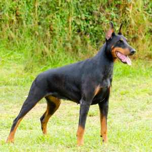 A young, beautiful, black and tan Doberman Pinscher standing on the lawn while sticking its tongue out and looking happy and playful. Dobermann is a breed known for being intelligent, alert, and loyal companion dogs.