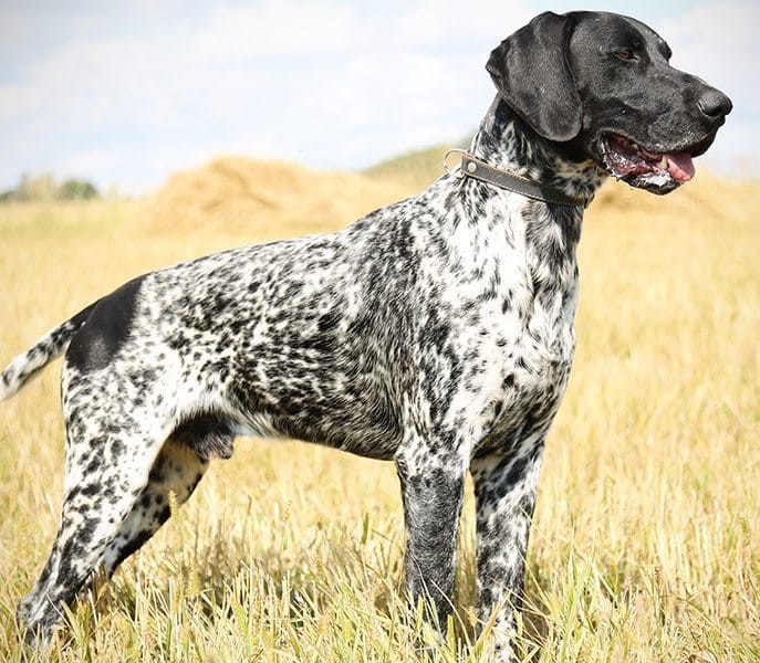 A speckled German Shorthaired Pointer standing in a brown straw field