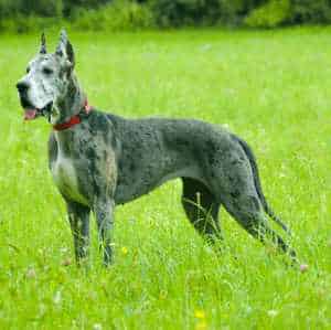 A tall Great Dane dog standing in a long grass field