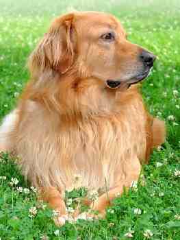 A golden Hovawart dog lying down on grass with daisies