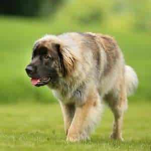 An adult Leonberger dog walking across a green field