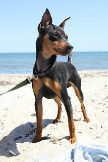 A black and tan miniature pinscher standing on a sandy beach with blue sea and sky in the background