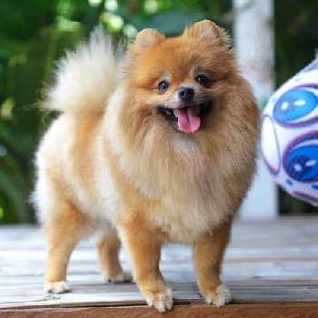 A Pomeranian dog standing on a timber floor, with sunlight coming in.